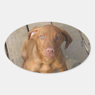 vizsla puppy ovale sticker