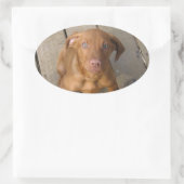 vizsla puppy ovale sticker (Tas)