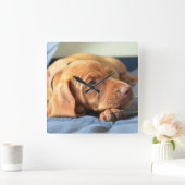 Vizsla Puppy Resting On Its Paw Vierkante Klok (Huis)