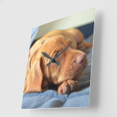 Vizsla Puppy Resting On Its Paw Vierkante Klok (Hoek)