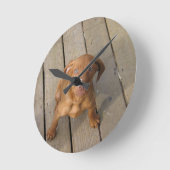 vizsla puppy ronde klok (Hoek)