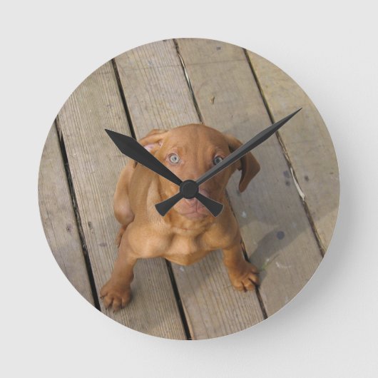 vizsla puppy ronde klok (Voorkant)