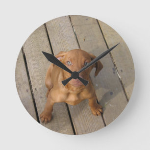 vizsla puppy ronde klok