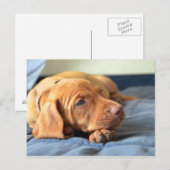 Vizsla puppy Rust op zijn poot Briefkaart (Voorkant / Achterkant)