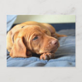 Vizsla puppy Rust op zijn poot Briefkaart (Voorkant)