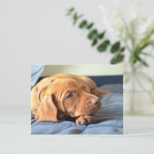 Vizsla puppy Rust op zijn poot Briefkaart (Staand voorkant)