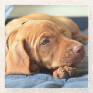Vizsla puppy Rust op zijn poot Glazen Onderzetter