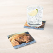 Vizsla puppy Rust op zijn poot Kartonnen Onderzetters (Insitu)