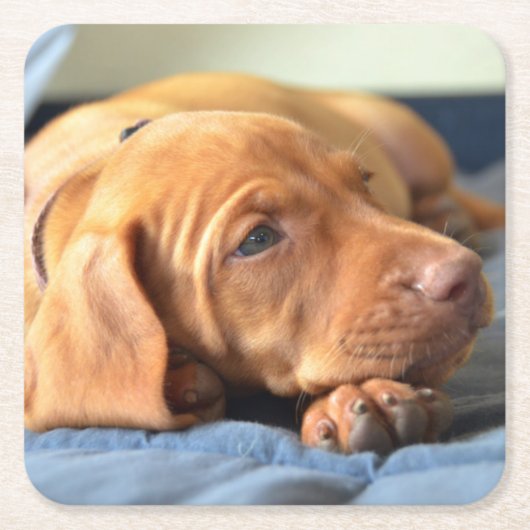 Vizsla puppy Rust op zijn poot Kartonnen Onderzetters (Voorkant)