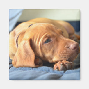 Vizsla puppy Rust op zijn poot Magneet