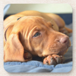 Vizsla puppy Rust op zijn poot Onderzetter