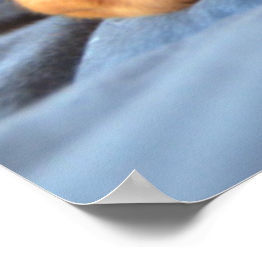 Vizsla puppy Rust op zijn poot Poster (Hoek)