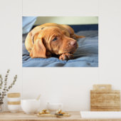 Vizsla puppy Rust op zijn poot Poster (Keuken)