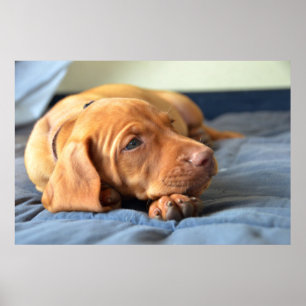 Vizsla puppy Rust op zijn poot Poster