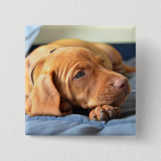 Vizsla puppy Rust op zijn poot Vierkante Button 5,1 Cm (Voorkant)