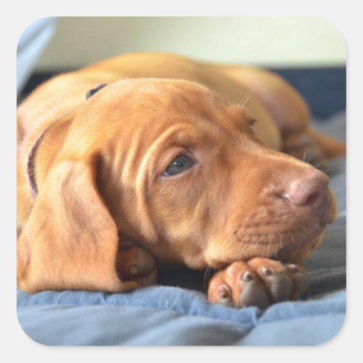 Vizsla puppy Rust op zijn poot Vierkante Sticker (Voorkant)