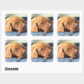 Vizsla puppy Rust op zijn poot Vierkante Sticker (Vel)