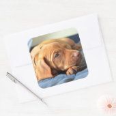 Vizsla puppy Rust op zijn poot Vierkante Sticker (Envelop)