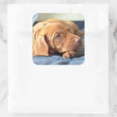 Vizsla puppy Rust op zijn poot Vierkante Sticker (Tas)