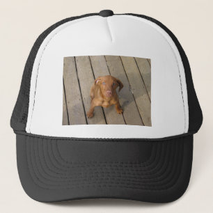 vizsla puppy trucker pet