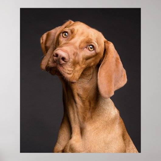 Vizsla Sporting Dog Poster (Voorkant)