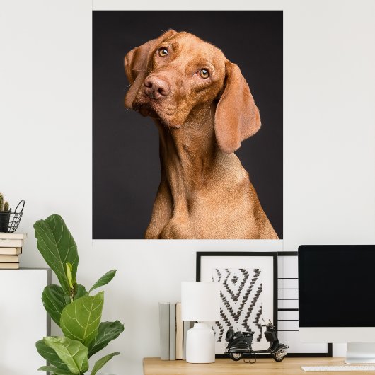 Vizsla Sporting Dog Poster (Thuiskantoor)