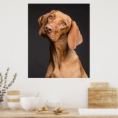 Vizsla Sporting Dog Poster (Keuken)