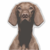 Vizsla uitknip sticker (Voorkant)