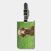 vizsla , vergadering .png bagagelabel (Voorkant verticaal)