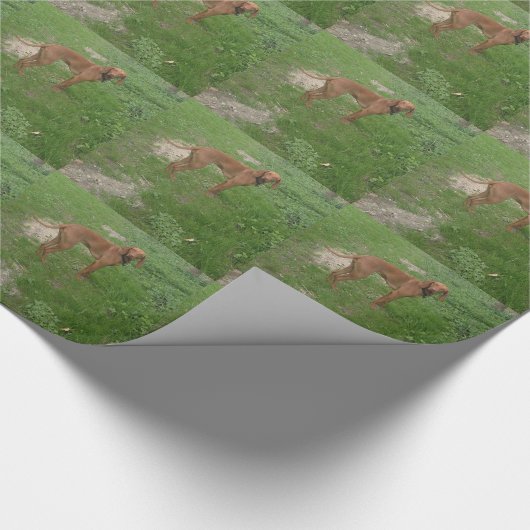 vizsla vol cadeaupapier (Hoek)