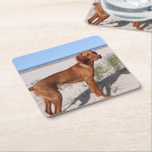 vizsla vol kartonnen onderzetters (Schuin)