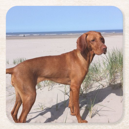 vizsla vol kartonnen onderzetters (Voorkant)