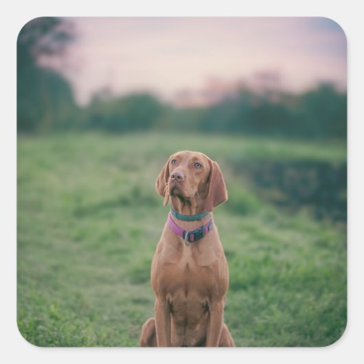Vizsla zittend vierkante sticker (Voorkant)