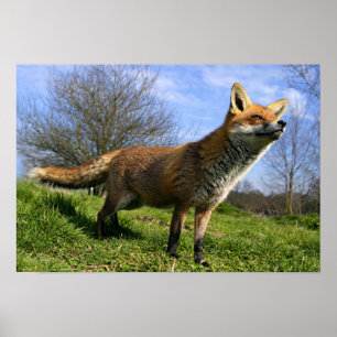 VK, Engeland. Red Fox Vulpes vulpes) in Poster