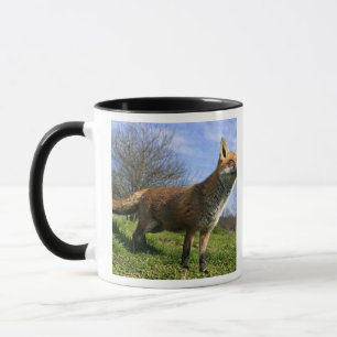 VK, Engeland. Rode Vos (Vulpes vulpes) in Mok