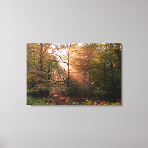 VK. Forest of Dean. Zonnestraal die een Canvas Afdruk