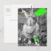 Vlaams reuzenkonijn B & W met groene bladeren Briefkaart (Voorkant / Achterkant)