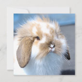 Vlaams wit en bruin konijn (Voorkant)