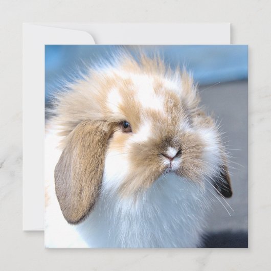 Vlaams wit en bruin konijn (Voorkant)