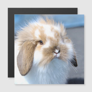 Vlaams wit en bruin konijn