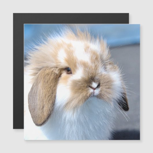 Vlaams wit en bruin konijn (Voorkant / Achterkant)