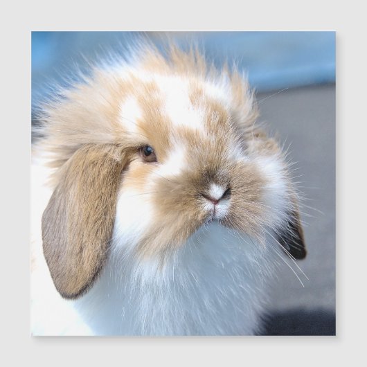 Vlaams wit en bruin konijn (Voorkant)