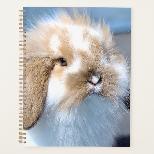 Vlaams wit en bruin konijn planner (Voorkant)