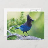 Vlaamse gaai 3 van Steller Briefkaart (Voorkant / Achterkant)