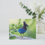 Vlaamse gaai 3 van Steller Briefkaart (Staand voorkant)