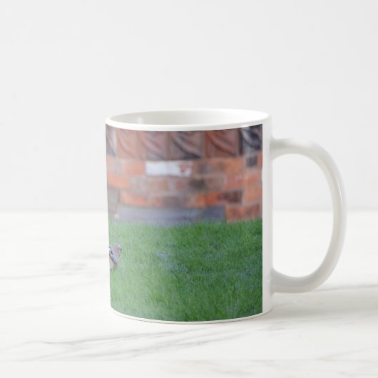 Vlaamse gaai koffiemok (Rechts)