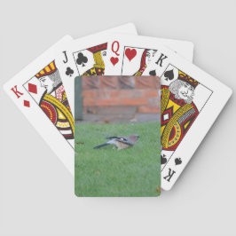 Vlaamse gaai pokerkaarten