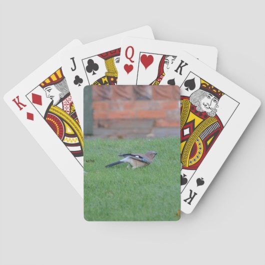 Vlaamse gaai pokerkaarten (Achterkant)