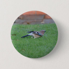 Vlaamse gaai ronde button 5,7 cm