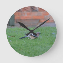 Vlaamse gaai ronde klok